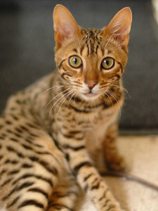 250px-Bengal_cat1